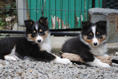 Du Souvenir De Boujeeny - Shetland Sheepdog - Portée née le 01/05/2024