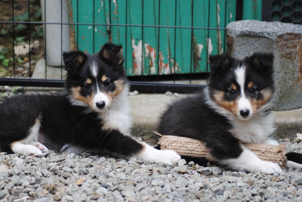 chiot Shetland Sheepdog Du Souvenir De Boujeeny