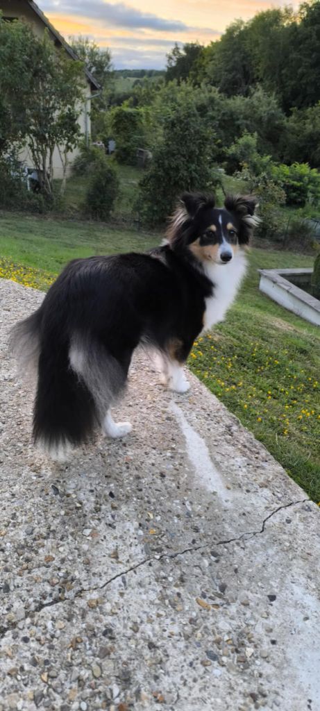 Valkyrie La dernière guerrière dite Willow