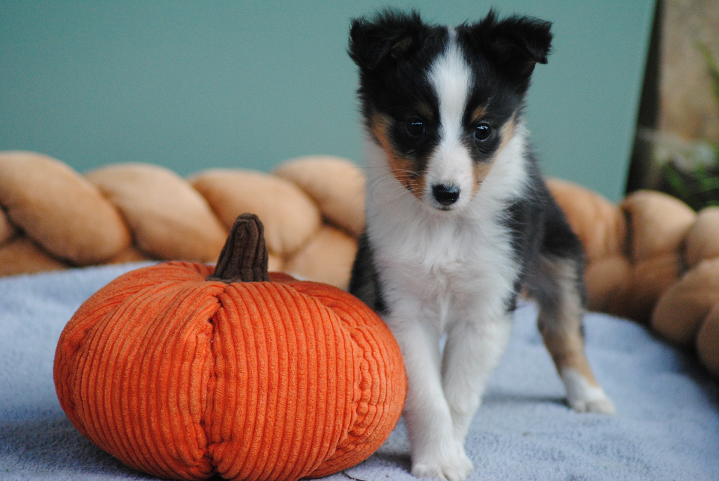 Du Souvenir De Boujeeny - Chiots disponibles - Shetland Sheepdog