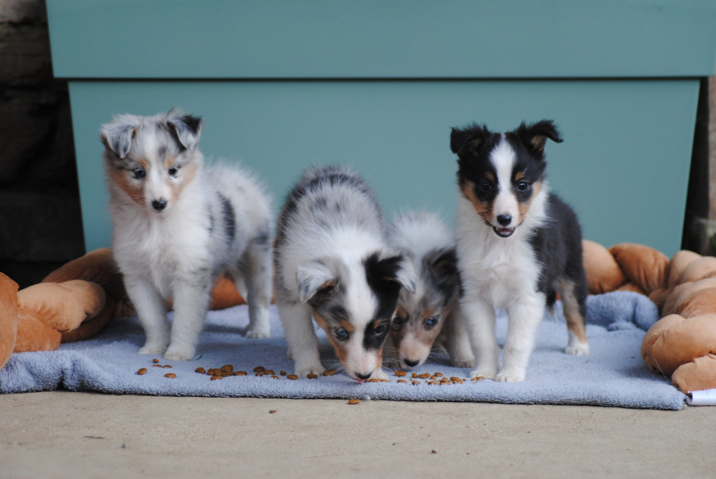 Du Souvenir De Boujeeny - Shetland Sheepdog - Portée née le 10/08/2025