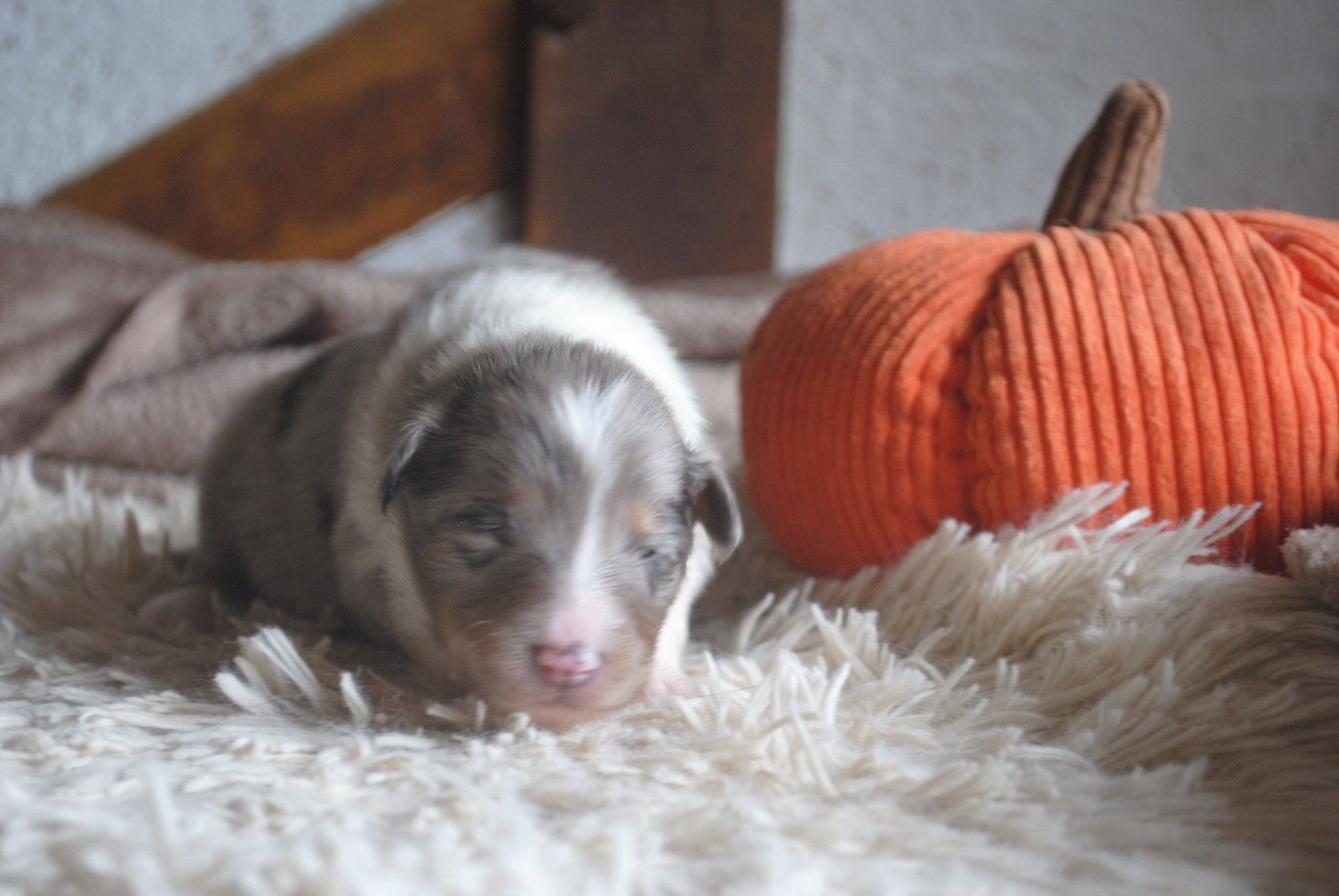 Du Souvenir De Boujeeny - Chiots disponibles - Shetland Sheepdog