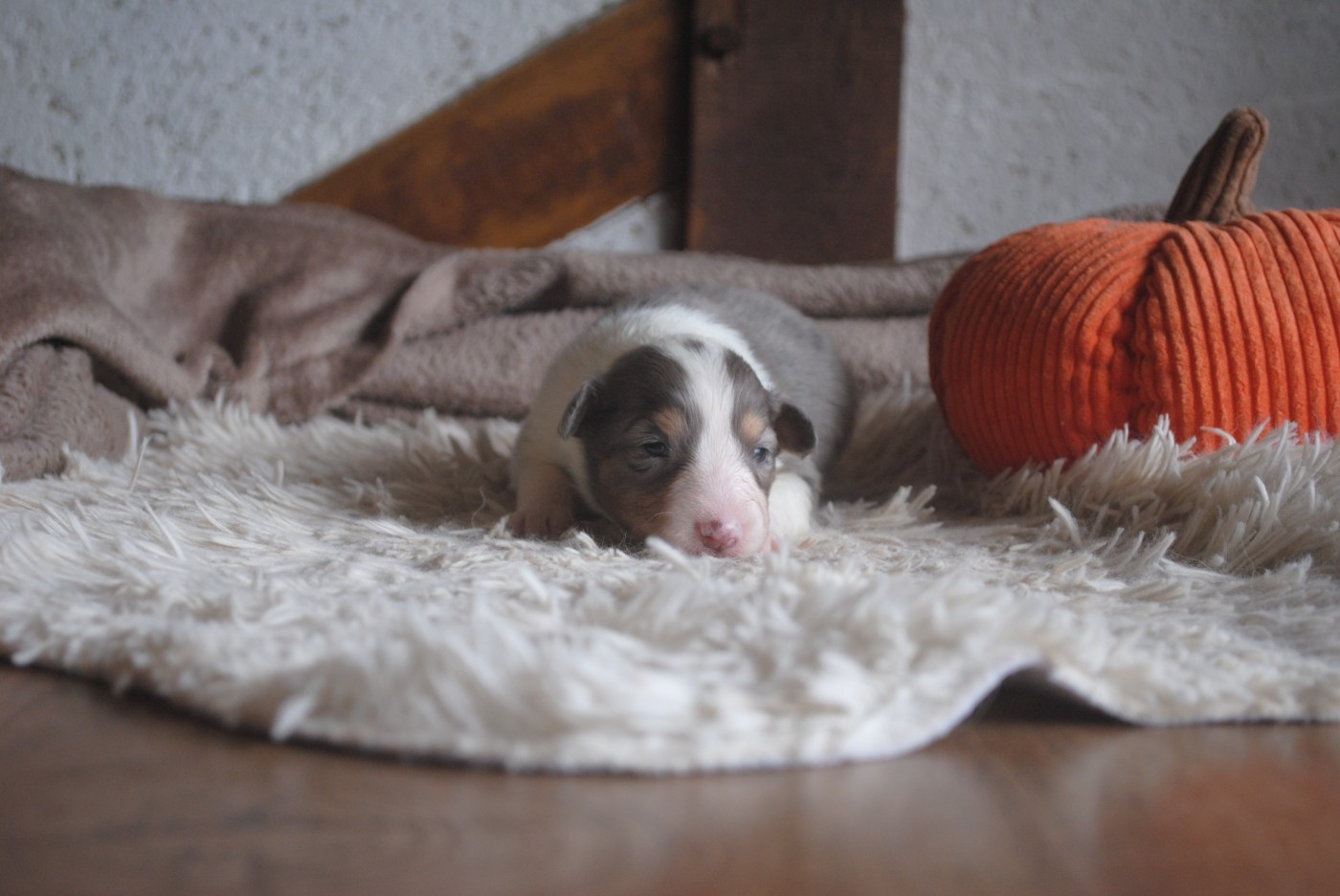 Du Souvenir De Boujeeny - Chiots disponibles - Shetland Sheepdog