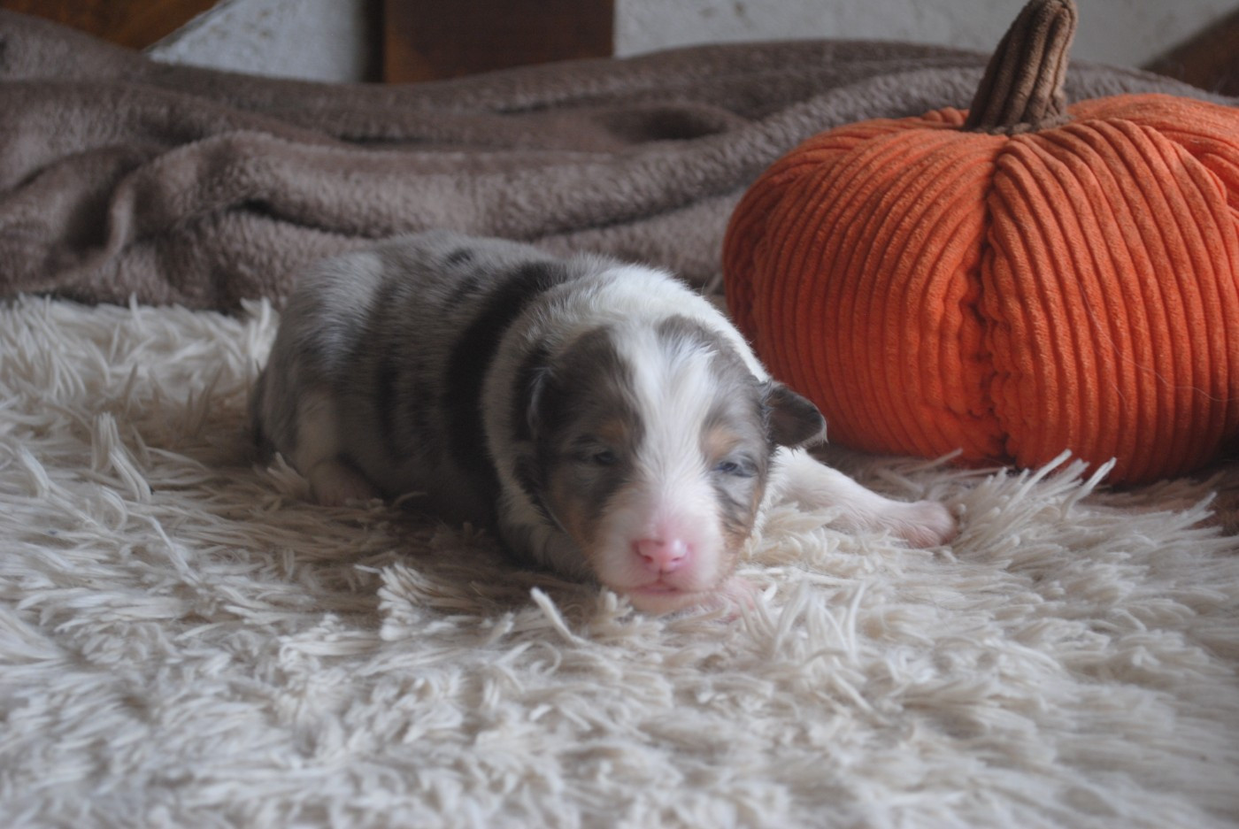 Du Souvenir De Boujeeny - Chiots disponibles - Shetland Sheepdog