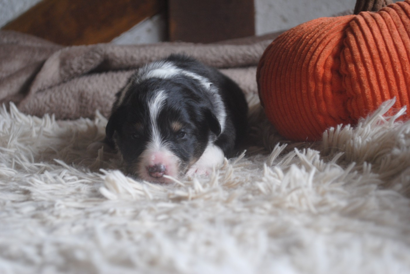 Du Souvenir De Boujeeny - Chiots disponibles - Shetland Sheepdog