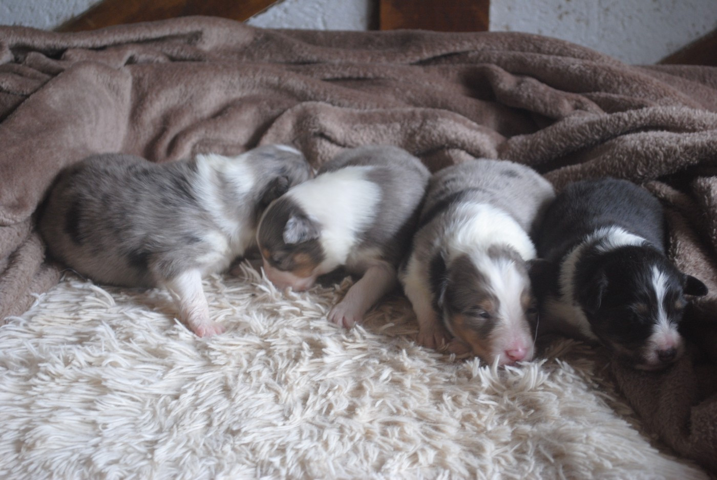 Chiot Shetland Sheepdog Du Souvenir De Boujeeny