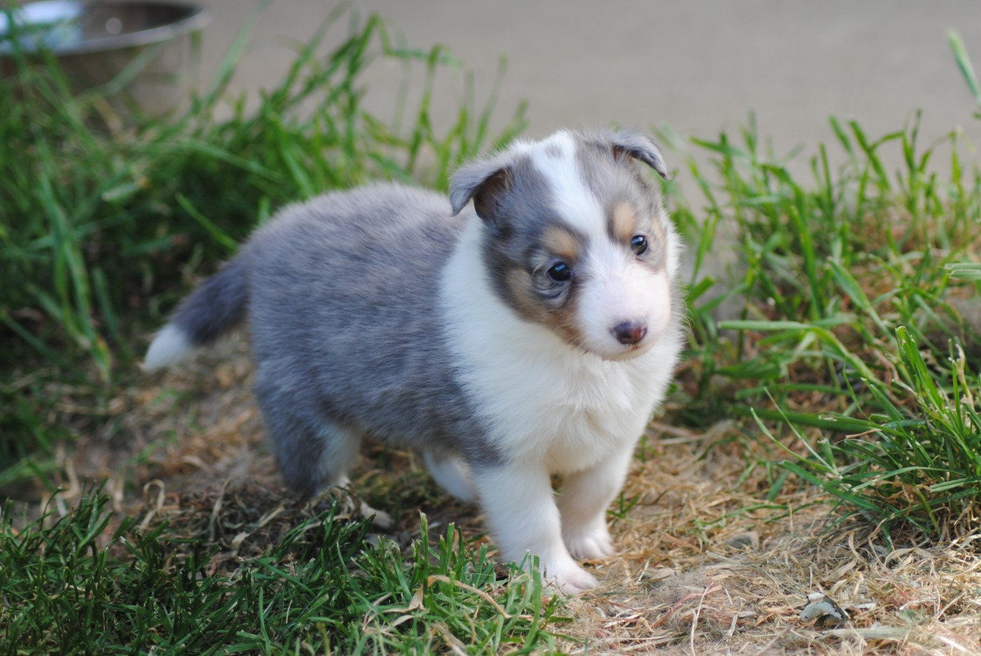 Du Souvenir De Boujeeny - Chiots disponibles - Shetland Sheepdog