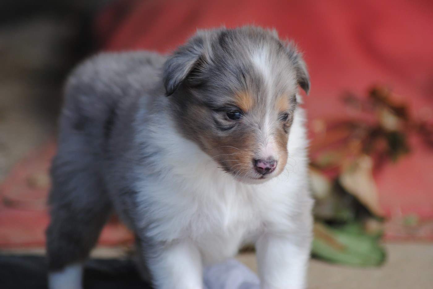 Du Souvenir De Boujeeny - Chiots disponibles - Shetland Sheepdog