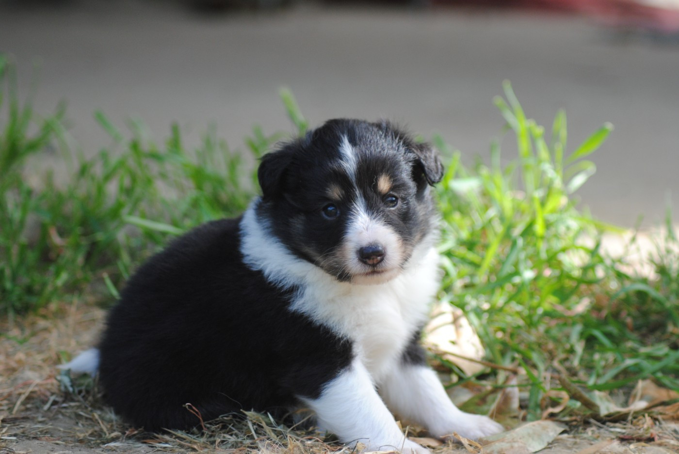 Du Souvenir De Boujeeny - Chiots disponibles - Shetland Sheepdog