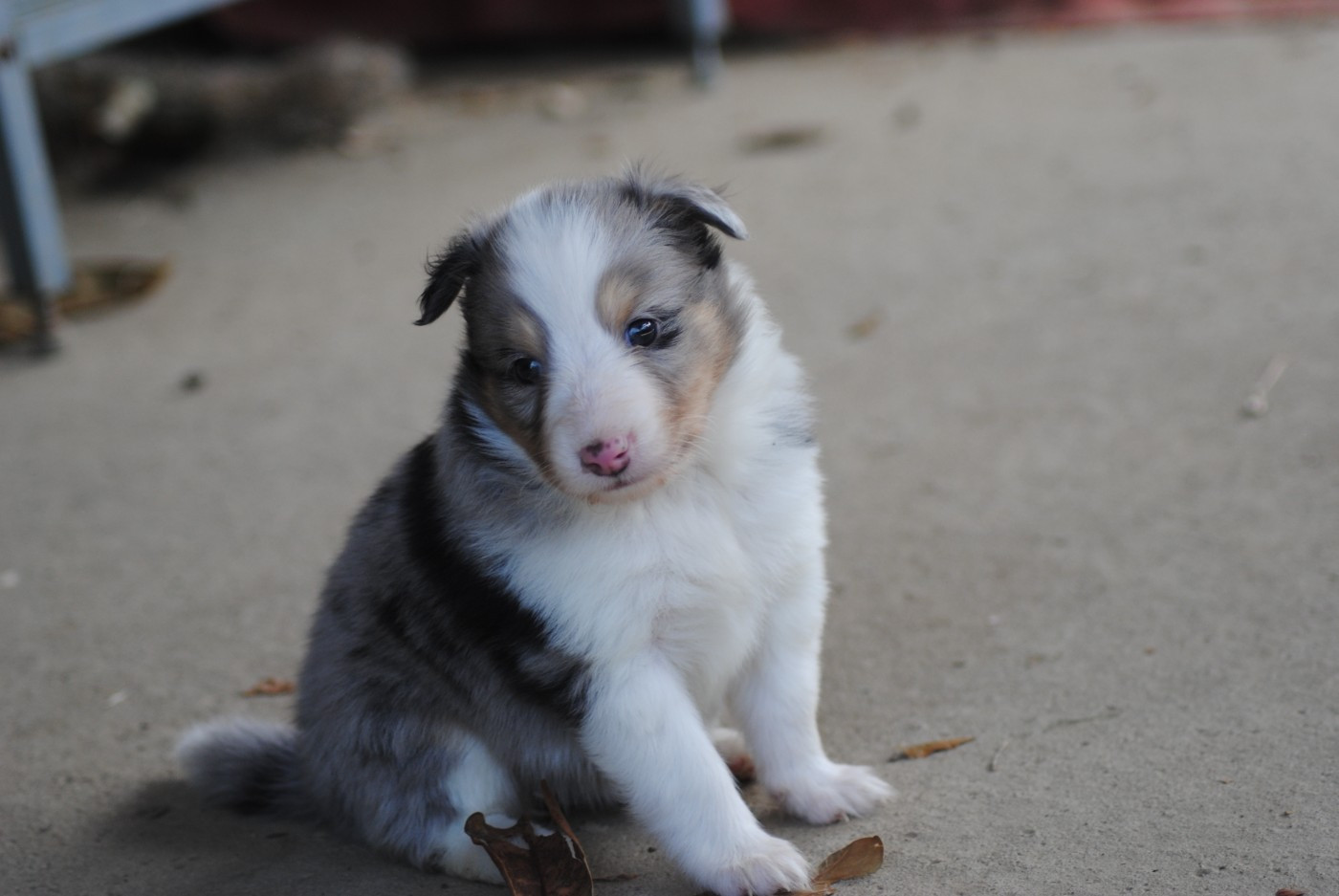 Du Souvenir De Boujeeny - Chiots disponibles - Shetland Sheepdog