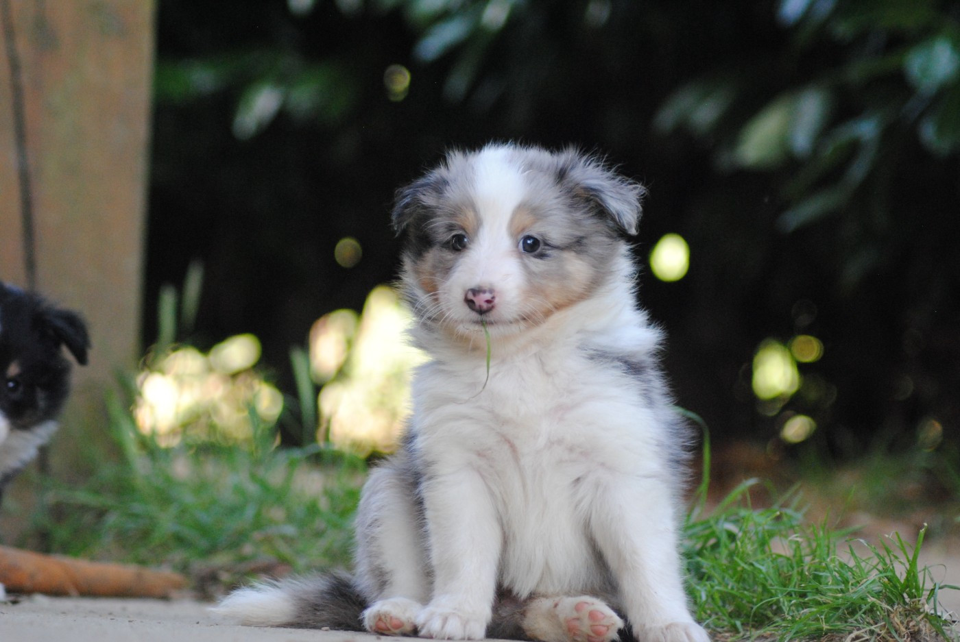 Du Souvenir De Boujeeny - Chiots disponibles - Shetland Sheepdog