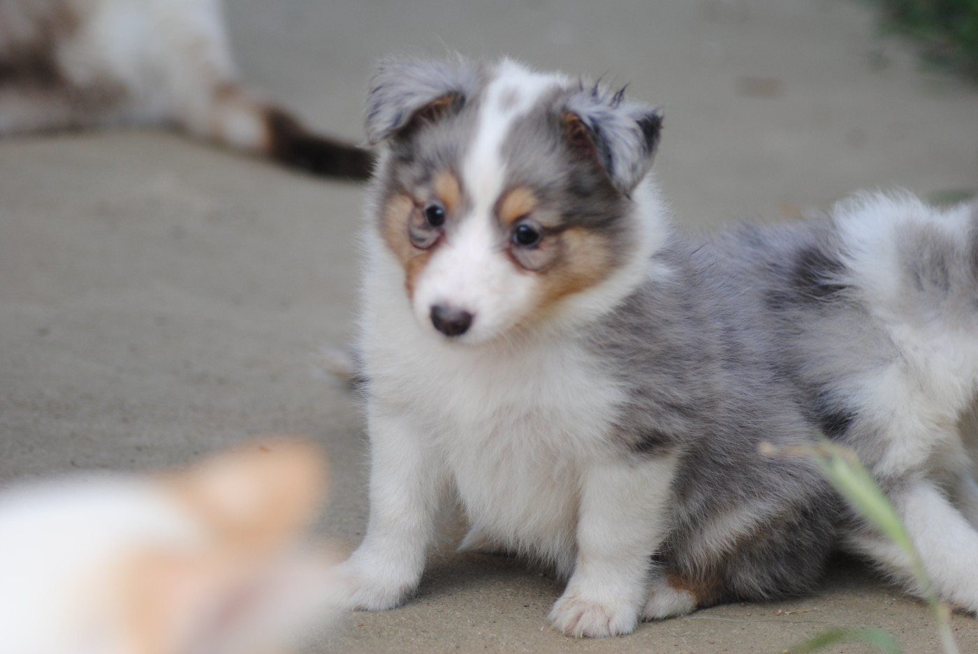 Du Souvenir De Boujeeny - Chiots disponibles - Shetland Sheepdog