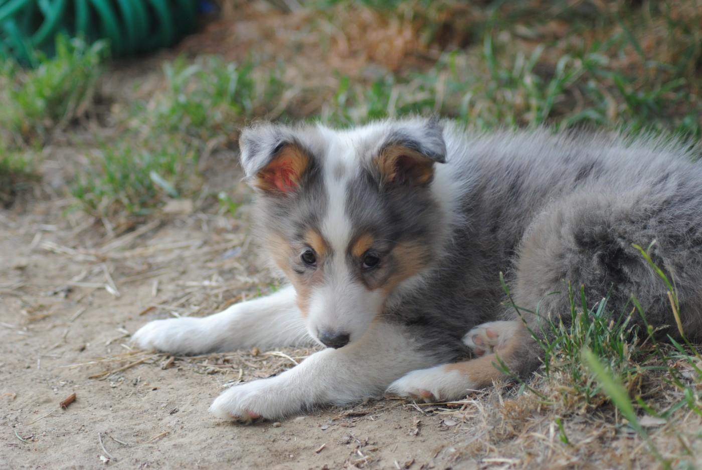 Du Souvenir De Boujeeny - Chiots disponibles - Shetland Sheepdog