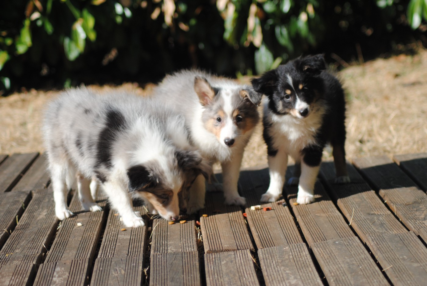 Chiot Shetland Sheepdog Du Souvenir De Boujeeny
