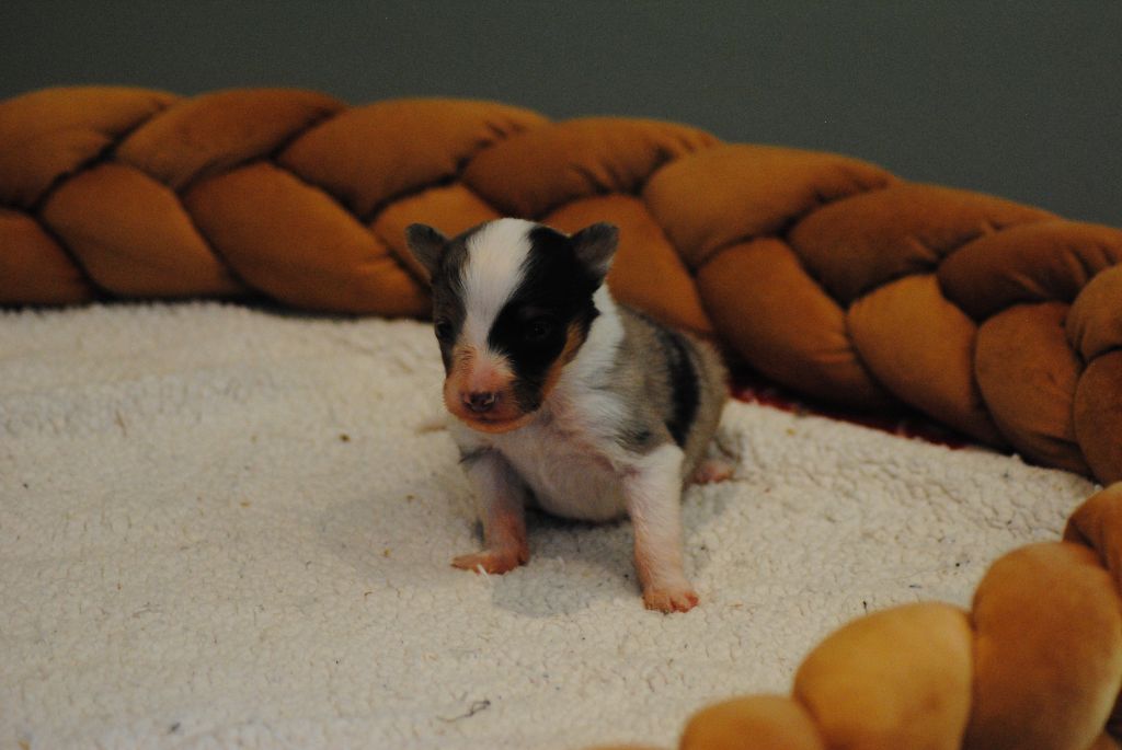 Du Souvenir De Boujeeny - Chiots disponibles - Shetland Sheepdog