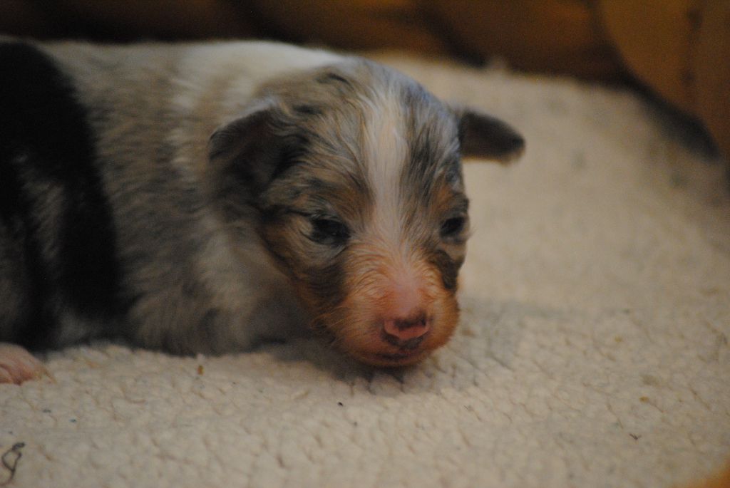 Du Souvenir De Boujeeny - Chiots disponibles - Shetland Sheepdog