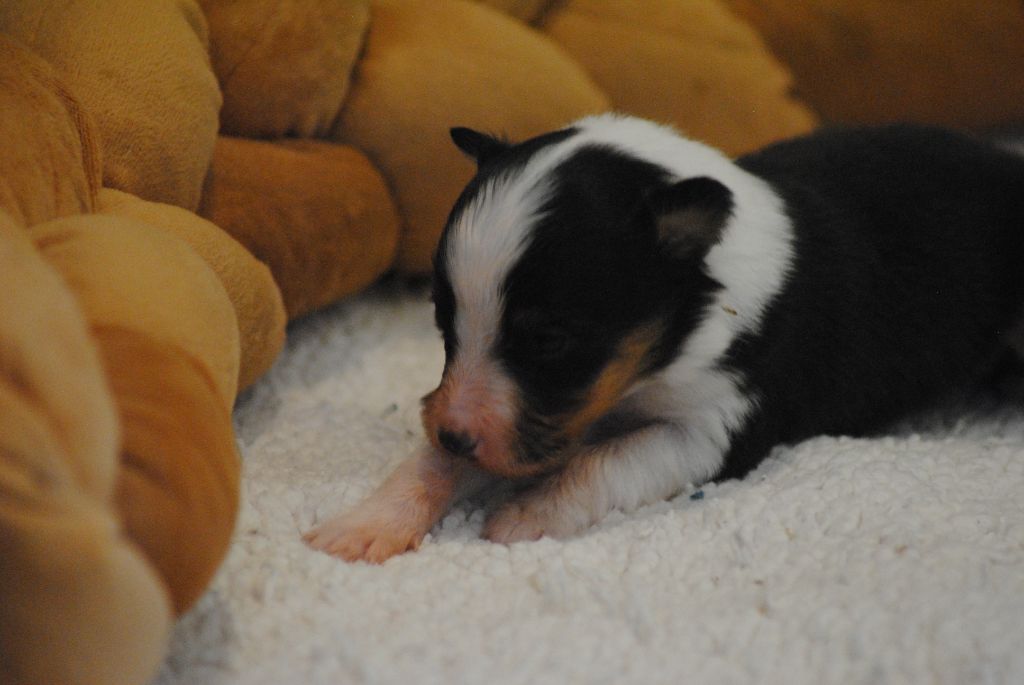 Du Souvenir De Boujeeny - Chiots disponibles - Shetland Sheepdog